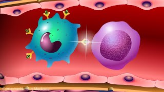 Natural killer cells [upl. by Corkhill]