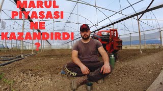 MARUL PİYASASIMARUL NE KAZANDIRDI [upl. by Nero]