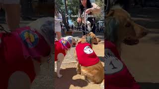 I took my golden retriever to Goldie Palooza dog goldenretriever funny [upl. by Enyad]