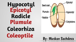 Radicle Plumule Epicotyl Hypocotyl Coleoptile and Coleorhiza in seed [upl. by Arodal]