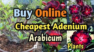 Cheapest Arabicum Adenium online  Arabicum Adenium purchasing online at cheapest rate [upl. by Nomzed829]