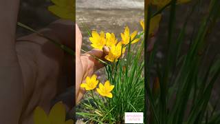 Different Types Of Rainlily rainlilyflower colors terracegarden plants shorts trending [upl. by Ilrac]