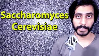 How To Pronounce Saccharomyces cerevisiae [upl. by Yeblehs]