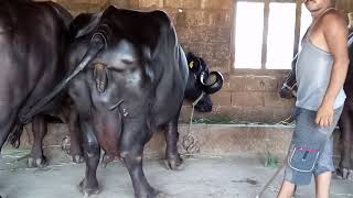 Jafarabadi buffalo selling bhawngar Gujarat 91 06 60 85 60 Telugu mo90 30 69 09 99 [upl. by Lorelle267]