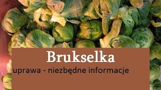 Brukselka  uprawa [upl. by Wagner796]