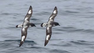 Cape petrels Daption capense flying along the ship [upl. by Birgit]