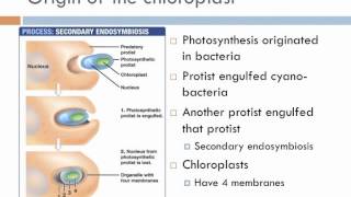 Biology 2 Lecture 7 Protists [upl. by Servais]