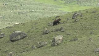 Grizzly Bears Ursus Arctos [upl. by Matheny631]