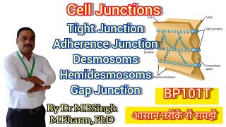 Cell Junctions  Tight Adherence Desmosomal  Gap Junction  Human Anatomy amp Physiology  BP101T [upl. by Isma]