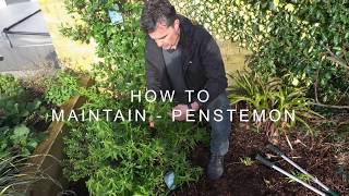 How to maintain  Penstemon [upl. by Bugbee809]