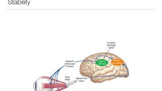 Perception 73 Eye Movement and Perception of Stability and Motion [upl. by Evelinn]