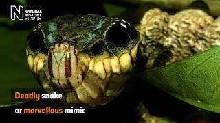 Deadly snake or marvellous mimic  Natural History Museum [upl. by Shirline440]