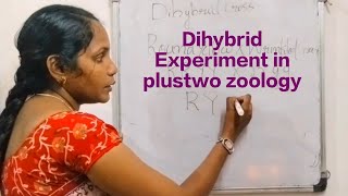 Dihybrid experiments on pisum sativumeducation plustwoscience exam students [upl. by Artenahs546]