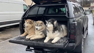 Truckman GLS Review Life with Malamutes [upl. by Ykcub]