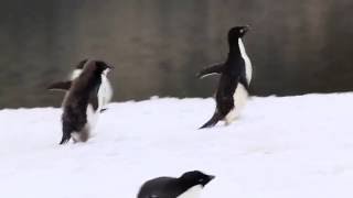 Adélie penguin feeding chase [upl. by Templas]