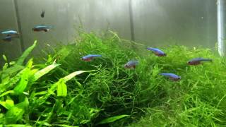 Manjas Sundadanio axelrodi blue  Rasbora axelrodi blue [upl. by Ayisan]