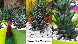 41 Best Haworthia Species with names  Haworthia varieties Types of Haworthia  Haworthia Succulent [upl. by Masterson454]