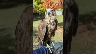 Lanner Falcon  Habibi ❤️ [upl. by Ayokal]