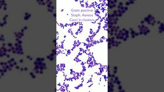 Staphylococcus aureus under microscopeGram positive coccicocci in clusters microscopybacteria [upl. by Fauman]