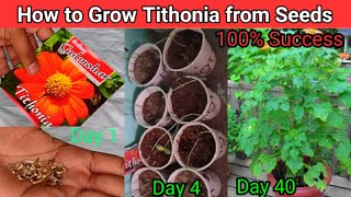 How to Grow Tithonia from Seed  Tithonia or Mexican Sunflower grow from seeds in 6 days [upl. by Suoivart]