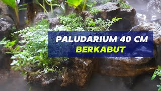 Paludarium berkabut ukuran 40 cm menggunakan ultrasonic mist maker  Foggy Aqua Terrarium [upl. by Howell]