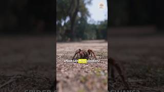 Huntsman Spider  One Of The Scariest Spiders factsviralshorts [upl. by Ecirpac881]