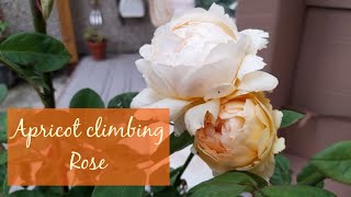 David Austin Wollerton Old Hall Rose Unboxing  Apricot Coloured Climbing Rose 🧡 UK [upl. by Evander]