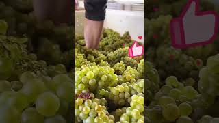 Grape juice production process [upl. by Narih]