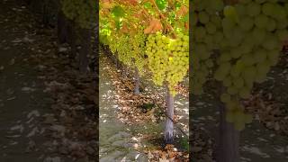 Cosecha de uva amazing fruit farming satisfying video shorts [upl. by Nahtnoj]