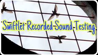 Swiftlet Sound Testing [upl. by Herra]