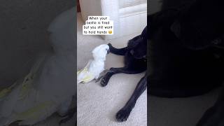 My parrot and dog are best friends 🥹 cockatoo parrot dog friends cuteanimals reaction [upl. by Voss]