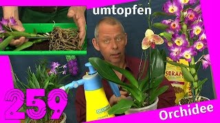 Orchidee umtopfen und vermehren Dendrobium nobile berry oda [upl. by Zabrine]