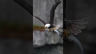 Eagle grabs a huge fish and takes to the air with its massive cargo [upl. by Yecram242]