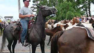 2024 Chincoteague Pony Swim from Pony Swim Lane and the Saltwater Cowboys [upl. by Aman81]