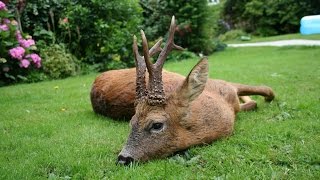 Summer Roebuck Stalking with CervusUK Big Medal Class Buck [upl. by Haimehen]