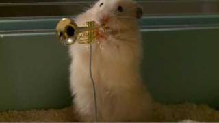 The drench Clever Hamsters jazz band  official ad [upl. by Ecirtaemed]