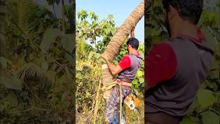 Coconut tree cutting l K M [upl. by Lezti]