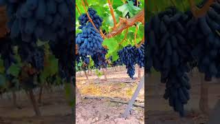 grapetree harvest agriculture [upl. by Ahsienot669]