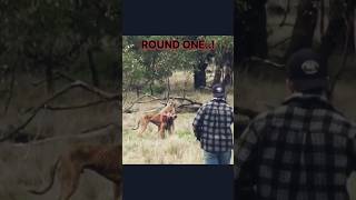 quotMan vs Kangaroo Hilarious Trolling Gone Wrong 🥊😂quot shorts viral phonk editing trendingnow [upl. by Ynaitirb]