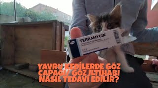 YAVRU KEDİLERDE GÖZ ÇAPAĞI GÖZ İLTİHABI NASIL TEDAVİ EDİLİR [upl. by Nanice]