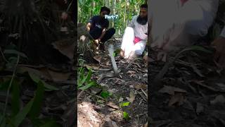 Rescued a snake from the base of an abandoned coconut tree Part7 snake nature coconuttree [upl. by Panchito]