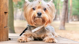 Training Your Yorkshire Terrier Crate Training and Beyond [upl. by Eeliab]