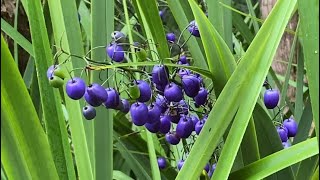 长果山菅 Jian Dianella tasmanica百合科Liliaceae • 山菅兰属 Dianella [upl. by Bertila]