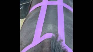 BackPsoasHamstring KTape Application for Horses [upl. by Pepita814]