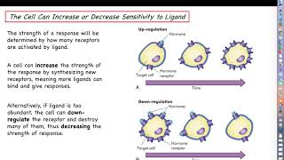 Human Physiology  Communication Lecture Part 4  Agonists and Antagonist Drugs [upl. by Rockie718]