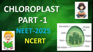 CHLOROPLAST PART1 CELL THE UNIT OF LIFE neet2025 ncert [upl. by Fabio2]