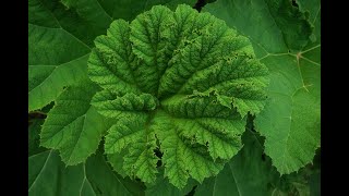 Botanischer Garten Tübingen  Das Mammutblatt oder auch der RiesenRhabarber [upl. by Dnalyk]