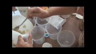 Fruit Fly Live Food Recipe [upl. by Eileen]