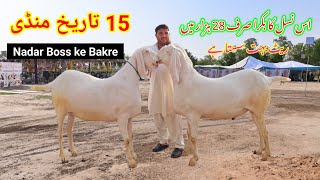 Pakistani 420000 ke 15 Bade Bakre 15 tarikh 2024 latest goat farm ki video viral Bakra farm Bakra [upl. by Burdett]