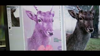 Animales autóctonos de Argentina  La nueva familia de billetes [upl. by Osborne450]